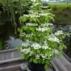 Viorne - Viburnum Plicatum Kilimandjaro -Fleurs & Plantes Soldes Boutique Viburnum plicatum Kilimandjaro 84381 1