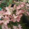 Viorne De Chine - Viburnum Plicatum Molly Schroeder -Fleurs & Plantes Soldes Boutique Viburnum plicatum Molly Schroeder 82912 1