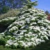 Viorne De Chine - Viburnum Plicatum Tomentosum -Fleurs & Plantes Soldes Boutique Viburnum plicatum Tomentosum 1002362 1