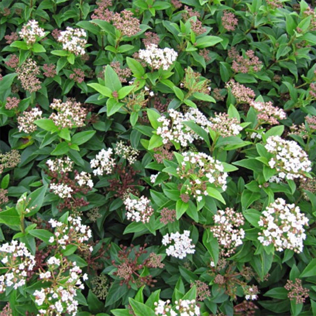 Viburnum Tinus Eve Price - Laurier Tin 3 Viburnum Tinus Eve Price - Laurier Tin