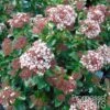Viorne, Laurier Tin - Viburnum Tinus Gwenlian -Fleurs & Plantes Soldes Boutique Viburnum tinus Gwenllian 100237 1