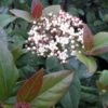 Viburnum Tinus Purpureum - Viorne Tin, Laurier Tin 1 Viburnum Tinus Purpureum - Viorne Tin, Laurier Tin -Fleurs & Plantes Soldes Boutique Viburnum tinus Purpureum 100288 1