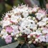 Viorne, Laurier Tin- Viburnum Tinus Spirit 1 Viorne, Laurier Tin- Viburnum Tinus Spirit -Fleurs & Plantes Soldes Boutique Viburnum tinus Spirit 781507 1