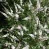Vitex Agnus-castus Silver Spire - Gattilier 2 Vitex Agnus-castus Silver Spire - Gattilier -Fleurs & Plantes Soldes Boutique Vitex Silver Spire 16589 1