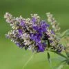 Vitex Agnus-castus Blue Puffball - Gattilier -Fleurs & Plantes Soldes Boutique Vitex agnus 85811 1