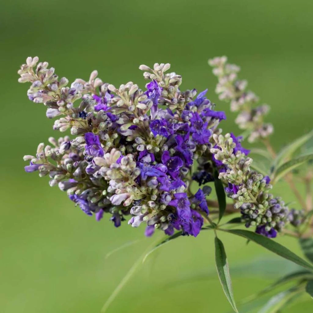 Vitex Agnus-castus Blue Puffball - Gattilier 3 Vitex Agnus-castus Blue Puffball - Gattilier