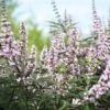 Vitex Agnus-castus Galactic Pink - Gattilier -Fleurs & Plantes Soldes Boutique Vitex agnus castus Galactic Pink Gattilier IF 17954 1