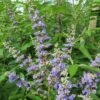 Vitex Agnus-castus Magical Summertime Blues - Gattilier -Fleurs & Plantes Soldes Boutique Vitex agnus castus Magical Summertime Blues Helen Froehlich Gattilier IF 17955 1