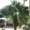 Washingtonia Filifera - Palmier à Jupon 2 Washingtonia Filifera - Palmier à Jupon -Fleurs & Plantes Soldes Boutique Washingtonia filifera 82236 1