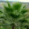 Washingtonia Robusta - Palmier Du Mexique 2 Washingtonia Robusta - Palmier Du Mexique -Fleurs & Plantes Soldes Boutique Washingtonia robusta 82235 1