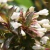 Weigela Black And White -Fleurs & Plantes Soldes Boutique Weigela Black and White 7880 1