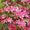 Weigela Minuet 2 Weigela Minuet -Fleurs & Plantes Soldes Boutique Weigela Minuet copyright 1008971 1
