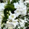 Weigela Snowflake -Fleurs & Plantes Soldes Boutique Weigela Snowflake copyright 1002901 1