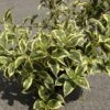 Weigela White Lightning -Fleurs & Plantes Soldes Boutique Weigela White Lightning IF 1008992 1