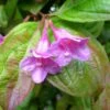 Weigela Wings Of Fire -Fleurs & Plantes Soldes Boutique Weigela Wings of Fire 84389 1