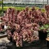 Weigela Florida Big Love -Fleurs & Plantes Soldes Boutique Weigela florida Big Love 16348 1