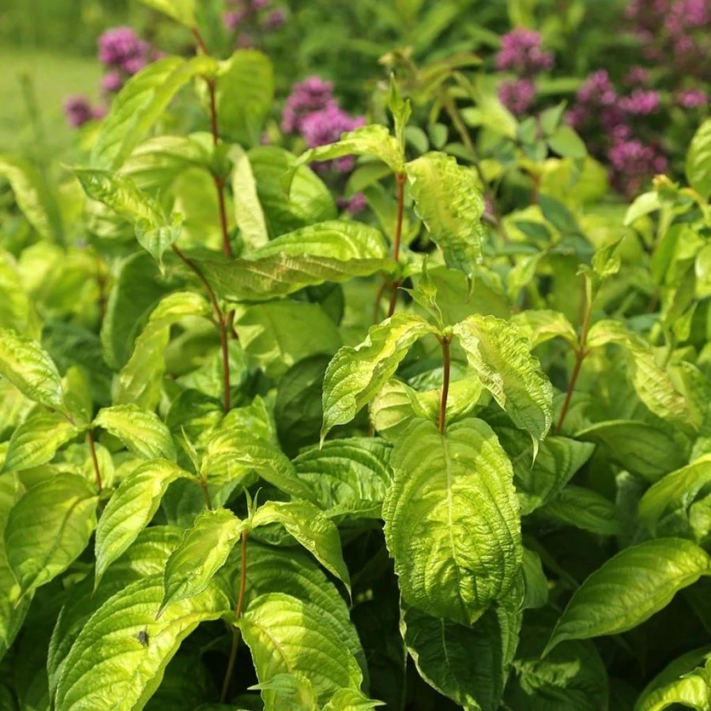 Weigela Florida Lime Monster 3 Weigela Florida Lime Monster