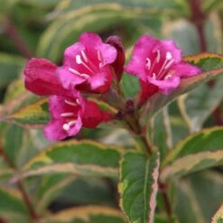 Weigela Florida Moulin Rouge (Brigela)
