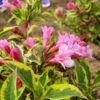 Weigela Florida Magical Rainbow 1 Weigela Florida Magical Rainbow -Fleurs & Plantes Soldes Boutique Weigela florida Magical Rainbow 781857 1