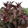 Weigela Florida Naomi Campbell -Fleurs & Plantes Soldes Boutique Weigela florida Naomi Campbell IF 1002912 1