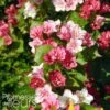 Weigela Hybride Carnaval -Fleurs & Plantes Soldes Boutique Weigela hybride Carnaval 100238 1