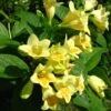 Weigela Middendorffiana -Fleurs & Plantes Soldes Boutique Weigela middendorffiana 781921 1