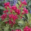 Weigela All Summer Red -Fleurs & Plantes Soldes Boutique Weigelia All Summer Red 84476 1