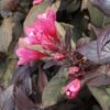 Weigela Florida Victoria -Fleurs & Plantes Soldes Boutique Weigelia florida victoria 7534 1