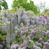 Glycine Japonaise - Wisteria Floribunda Macrobotrys De Belder -Fleurs & Plantes Soldes Boutique Wisteria floribunda Macrobotrys De Belder 1009542 1