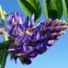 Glycine - Wisteria Frutescens Longwood Purple -Fleurs & Plantes Soldes Boutique Wisteria frutescens Longwood Purple 845911 1