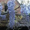 Glycine Blue Moon - Wisteria Frutescens Var. Macrostachya 2 Glycine Blue Moon - Wisteria Frutescens Var. Macrostachya -Fleurs & Plantes Soldes Boutique Wisteria macrostachya Blue Moon 88235 1