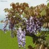 Glycine De Chine Blue Line - Wisteria Sinensis -Fleurs & Plantes Soldes Boutique Wisteria sinensis Blue line IF 17373 1