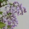 Glycine Gracieuse - Wisteria Venusta (brachybotrys) Okayama -Fleurs & Plantes Soldes Boutique Wisteria venusta Okayama 681467 1
