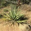 Yucca Banane - Yucca Baccata -Fleurs & Plantes Soldes Boutique Yucca baccata 89409 1
