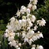 Yucca Filamentosa -Fleurs & Plantes Soldes Boutique Yucca filamentosa ld CarlELewis 7624 1