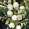 Yucca Gloriosa - Dague Espagnole -Fleurs & Plantes Soldes Boutique Yucca gloriosa 83488 1