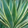 Yucca Gloriosa Variegata - Dague Espagnole -Fleurs & Plantes Soldes Boutique Yucca gloriosa Variegata 82238 1