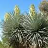 Yucca Rigida - Yucca Bleu -Fleurs & Plantes Soldes Boutique Yucca rigida 83492 2