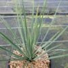 Yucca Rostrata Sapphire Skies -Fleurs & Plantes Soldes Boutique Yucca rostrata Sapphire Skies 16708 1