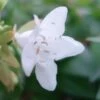 Abelia Grandiflora Francis Mason -Fleurs & Plantes Soldes Boutique abelia francis mason 7828 1