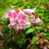 Abelia Parviflora Bumble Bee -Fleurs & Plantes Soldes Boutique abelia parviflora bumble bee 85981 1