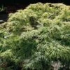 Érable Du Japon - Acer Palmatum Dissectum -Fleurs & Plantes Soldes Boutique acer palmatum dissectum 781549 1