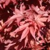 Érable Du Japon - Acer Palmatum Twomblys Red Sentinel -Fleurs & Plantes Soldes Boutique acer palmatum twomblys red sentinel ld 1003411 1