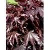 Acer Platanoides Crimson Sentry - Érable Plane -Fleurs & Plantes Soldes Boutique acer platanoides crimson sentry 1000452 1