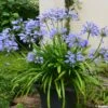 Agapanthe Pitchoune Blue -Fleurs & Plantes Soldes Boutique agapanthus pitchoune blue 0524 1