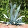 Agave Americana - Agave D'Amérique 1 Agave Americana - Agave D'Amérique -Fleurs & Plantes Soldes Boutique agave americana 82186 5
