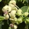 Akebia Quinata Cream Form -Fleurs & Plantes Soldes Boutique akebia quinata cream form 771531 1