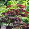 Albizia Julibrissin Summer Chocolate - Arbre à Soie -Fleurs & Plantes Soldes Boutique albizia julibrissin summer chocolate et ombrella copyright pdf fd 76272 1
