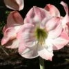 Amaryllis Apple Blossom 1 Amaryllis Apple Blossom -Fleurs & Plantes Soldes Boutique amaryllis apple blossom 56963 1