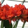 Amaryllis Double Celica 1 Amaryllis Double Celica -Fleurs & Plantes Soldes Boutique amaryllis celica 56978 1